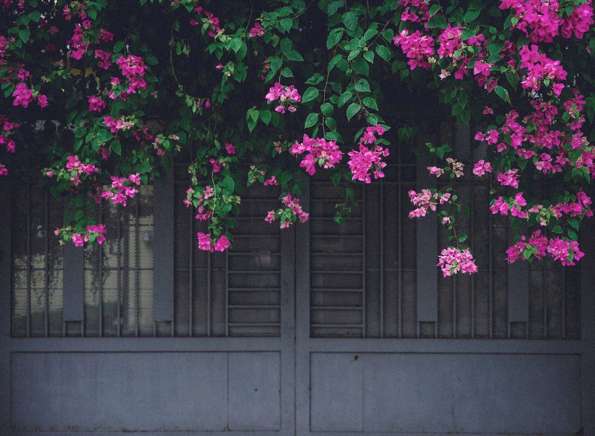 Bougainvillea over a gray wall