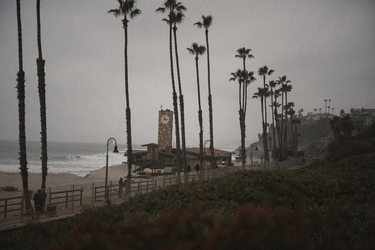 Palm trees along the coast in San Clemente